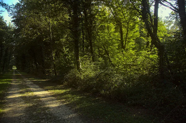 Sentier Ombragé Dans Une Forêt Campagne Fin Été — Photo