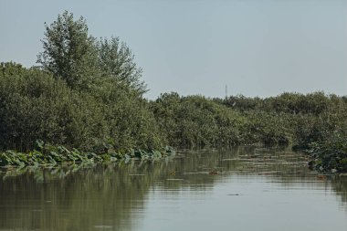 Nilüfer çiçekleri ve kamışlarla dolu bir bataklığın kıyısında açık bir yaz gününde