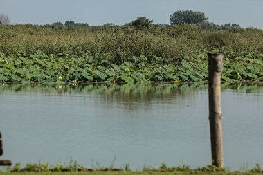 Açık bir yaz gününde, bir bataklığın kıyısındaki bir direğin direği.