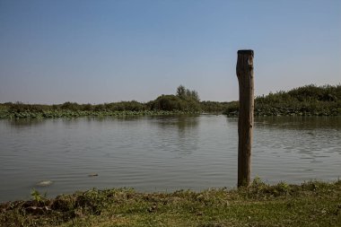 Açık bir yaz gününde, bir bataklığın kıyısındaki bir direğin direği.