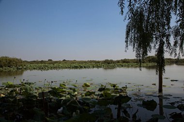 Nilüfer çiçekleri ve kamışlarla dolu bir bataklığın kıyısında açık bir yaz gününde