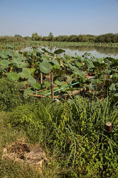 Bataklık kıyısında nilüfer bitkileriyle çevrili batık bir tekne.