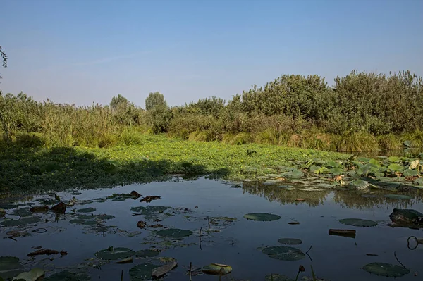 Nilüfer çiçekleri ve kamışlarla dolu bir bataklığın kıyısında açık bir yaz gününde