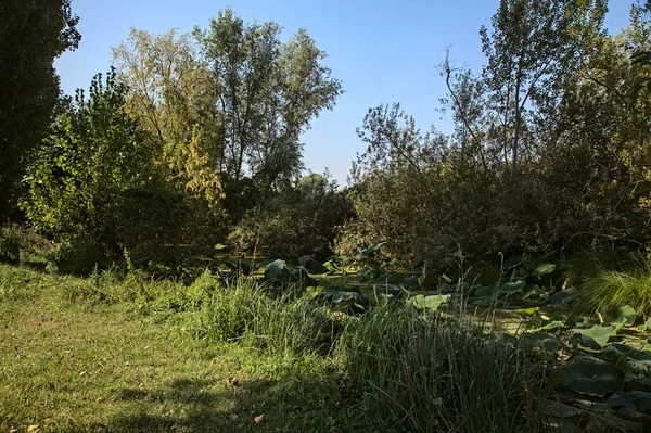 Orilla Pantano Con Una Gran Cantidad Plantas Loto Cañas Distancia — Foto de Stock