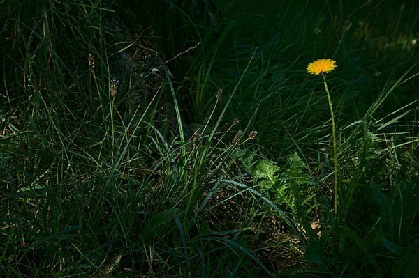蒲公英在阳光照射下的田野里 — 图库照片