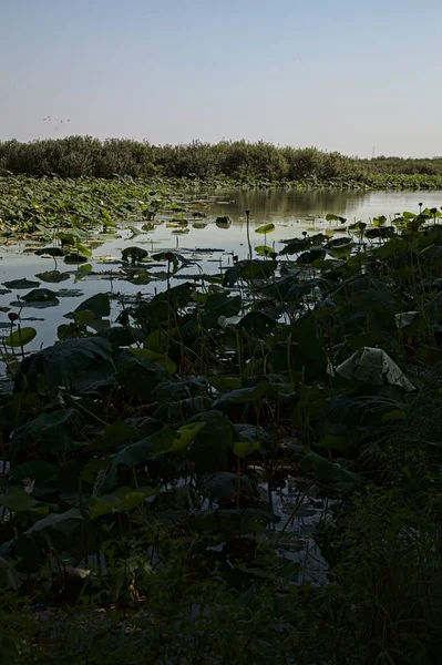 Orilla Pantano Con Una Gran Cantidad Plantas Loto Cañas Distancia — Foto de Stock