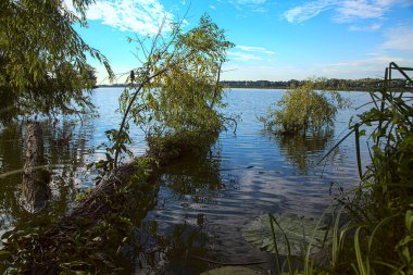 Sonbaharda gün batımında gölün kıyısında bir ağaç.