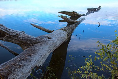 Kıyının yanındaki suda bir sandık.