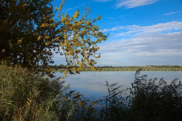 Drzewa Trzciny Nad Brzegiem Jeziora Zachodzie Słońca Jesienią — Zdjęcie stockowe