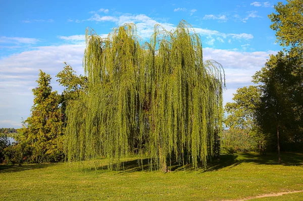 Weeping Willow Shore Lake Sunset — Stock Photo, Image