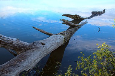 Kıyının yanındaki suda bir sandık.