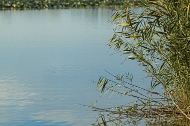 Gün batımında bir gölün kıyısında sazlıklar