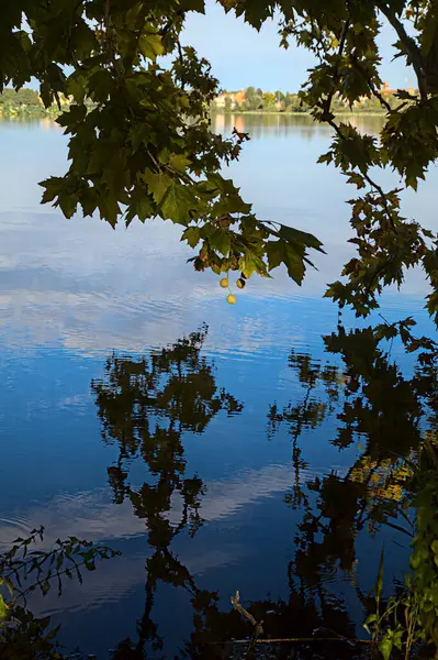 Sonbaharda Gün Batımında Gölün Kıyısında Bir Ağaç — Stok fotoğraf