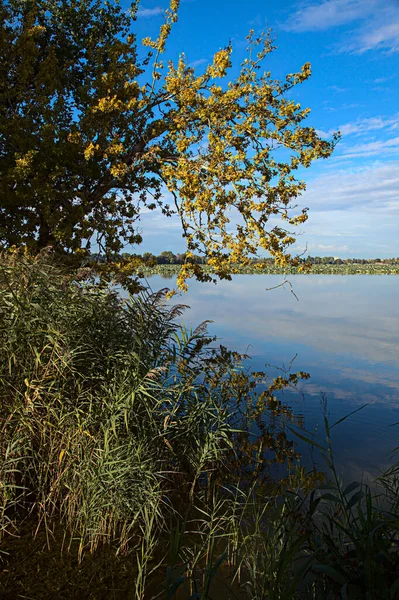 Árboles Cañas Orillas Lago Atardecer Otoño — Foto de Stock