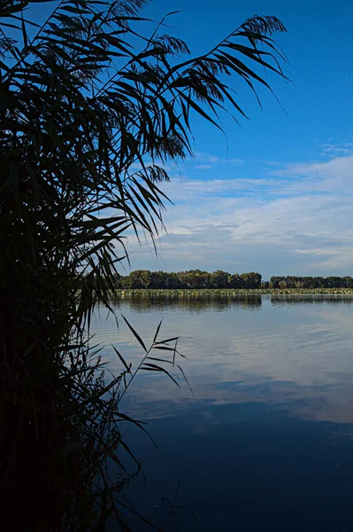 Jezioro Niebem Skulone Wodzie Otoczonej Trzcinami — Zdjęcie stockowe