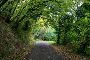 İtalya kırsalında sonbaharda bir korulukta yol