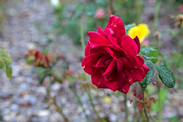 Una Rosa Roja Flor Con Fondo Gris — Foto de Stock