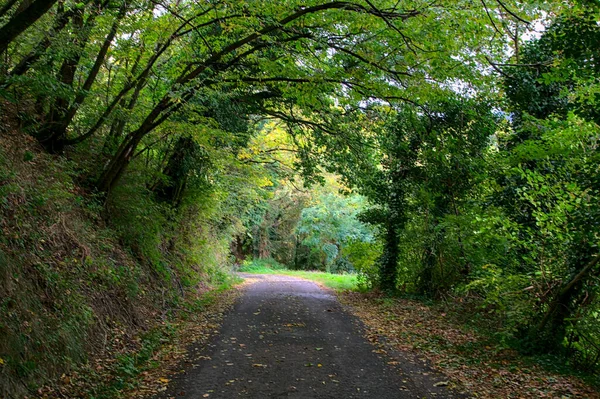 Straße Einem Wäldchen Herbst Der Italienischen Landschaft — Stockfoto