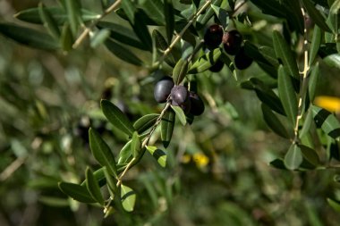 Olgun zeytinler dalda