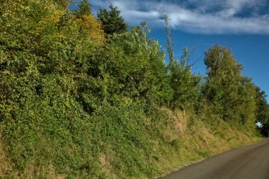 Ağaçlar ve çalılarla çevrili bir tepede bir yol.