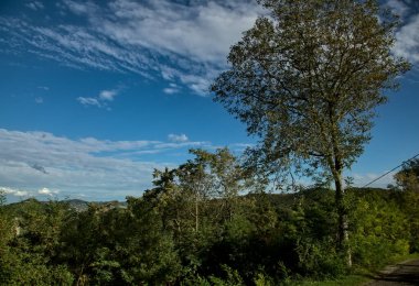 Arkaplanı açık gökyüzü olan, ucunda uzun bir ağaç olan bir yol.