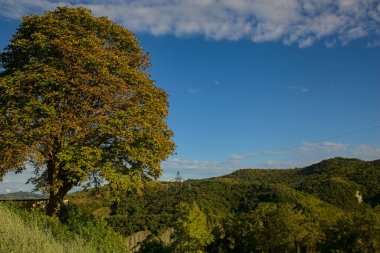 Arka planda gökyüzü olan tepede bir ağaç
