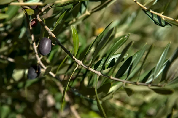 Reife Oliven Auf Einem Zweig — Stockfoto
