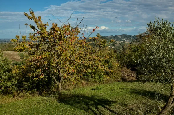 Ein Baum Auf Einem Kleinen Feld Herbst — Stockfoto