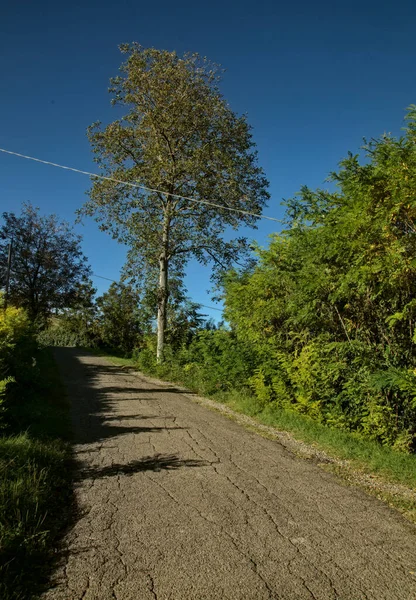 Eine Straße Mit Einem Hohen Baum Rand Mit Klarem Himmel — Stockfoto