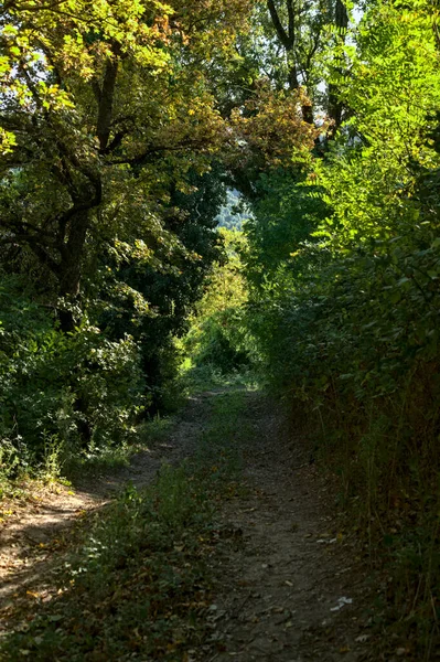 Ein Feldweg Wald Frühherbst — Stockfoto
