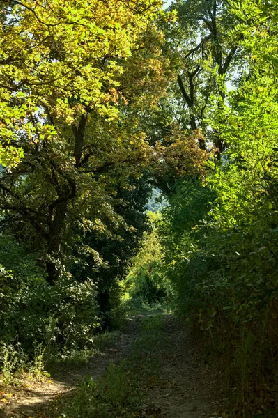 Een Vuiligheid Pad Een Woud Vroege Herfst — Stockfoto