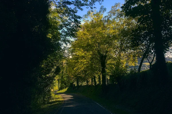 Road Grove Hill Sunset Early Autumn — Stock Photo, Image