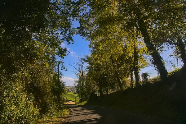 Sonbaharın başlarında gün batımında bir tepedeki korulukta bir yol.