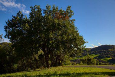 Gün batımında bir tepenin kenarında meşe ağacı.