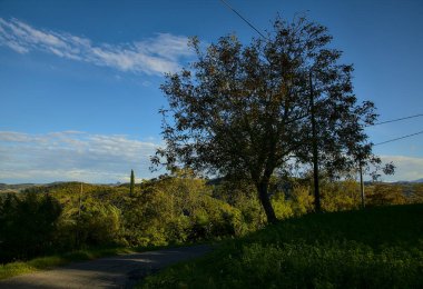 Tepe yolunun kenarında bir ağaç, arka planı gökyüzü olan.