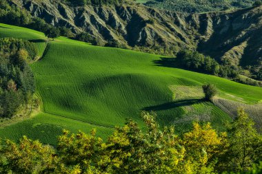 Uzaktan görünen bir ağaç tarlası.