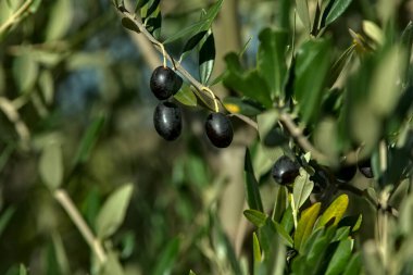 Ağaçta olgunlaşmış zeytinlerin yakınlaşması