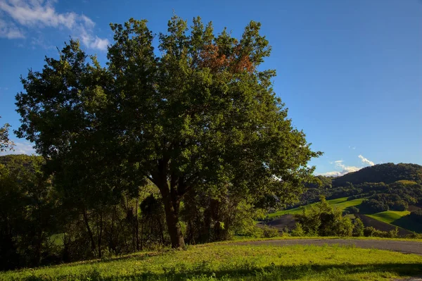 Gün batımında bir tepenin kenarında meşe ağacı.