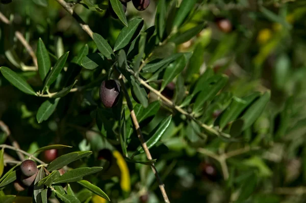 Nahaufnahme Von Reifen Oliven Auf Einem Baum — Stockfoto