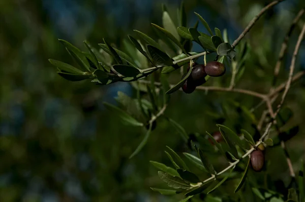 Nahaufnahme Von Reifen Oliven Auf Einem Baum — Stockfoto