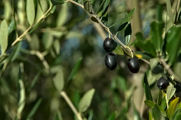Nahaufnahme Von Reifen Oliven Auf Einem Baum — Stockfoto