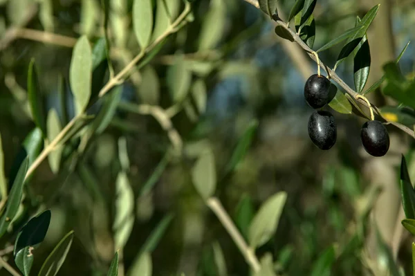 Nahaufnahme Von Reifen Oliven Auf Einem Baum — Stockfoto