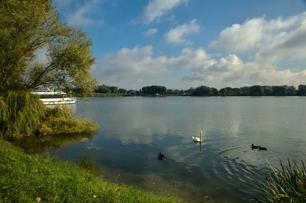 Sonbaharın açık bir gününde bir ağaç tarafından çerçevelenmiş su yüzeyinde su kuşları olan Lakeshore.