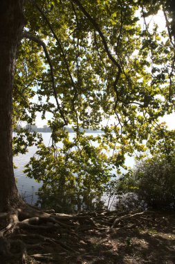 Akçaağaç yaprakları bir gölün kıyısında arka planda.