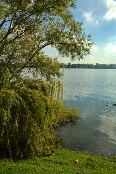 Seeufer Mit Wasservögeln Auf Der Von Einem Baum Umrahmten Wasseroberfläche — Stockfoto