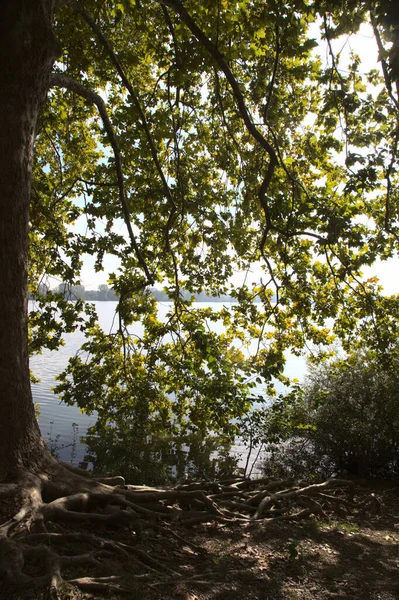 Akçaağaç yaprakları bir gölün kıyısında arka planda.