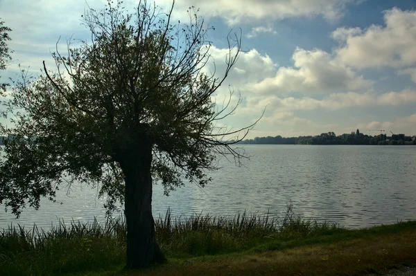 Drzewo Żółtymi Listowiem Nad Brzegiem Jeziora Czystym Niebem Jak Tło — Zdjęcie stockowe