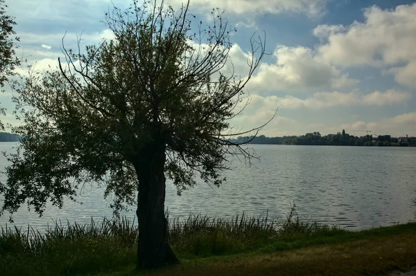 Ett Träd Med Gula Blad Vid Stranden Sjö Med Klar — Stockfoto