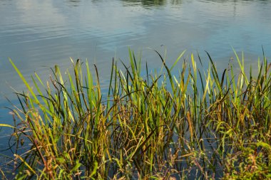 Gölün kıyısındaki sularda sazlıklar