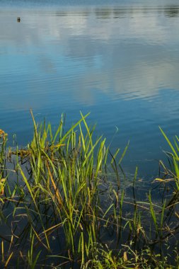 Gölün kıyısındaki sularda sazlıklar
